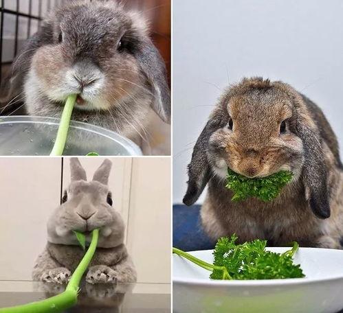 兔子吃瓜的头像女生,兔子吃瓜头像女生的奇幻之旅