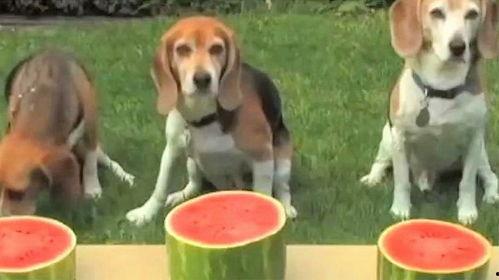 狗狗能否吃瓜,揭秘瓜类水果对狗狗的适宜性