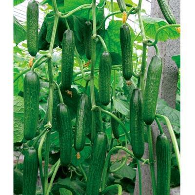 寿光世纪楼顶吃瓜,寿光市民共享夏日“吃瓜”盛宴