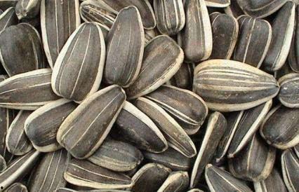 吃籽籽的瓜,探寻吃籽籽的瓜的秘密