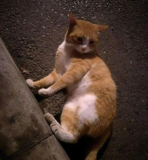 橘猫吃瓜鸽蛋,萌态十足引网友热议