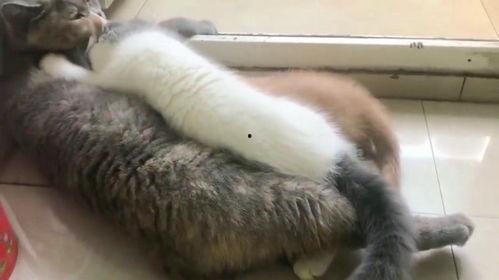 猫猫抢着吃瓜,喵星人抢食大战一触即发