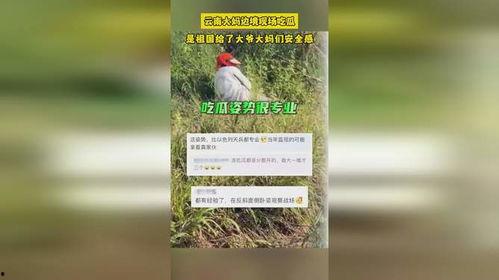 边境大妈吃瓜现场,揭秘边境风情与民间趣事