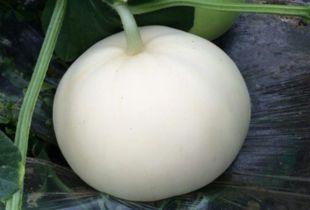 发烧梨瓜可以吃不,美味解暑，健康养生新选择