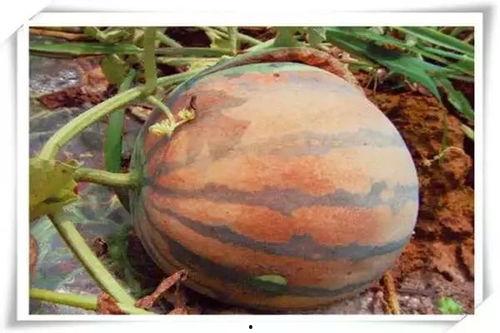 吃瓜都不甜的瓜,为何“吃瓜都不甜”的瓜竟如此受欢迎？