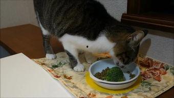 大脸猫会吃瓜,揭秘瓜农与猫儿的奇妙缘分