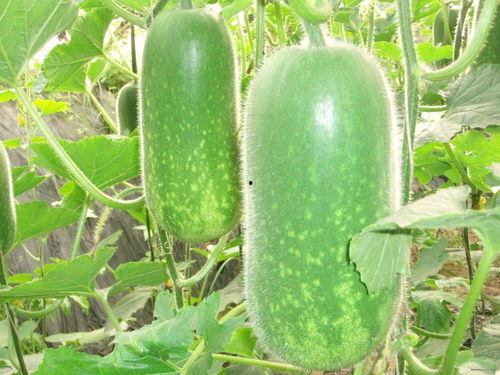 吃瓜会长脂肪吗女生,吃瓜真的会导致女生长脂肪？揭秘瓜果热量与体重关系