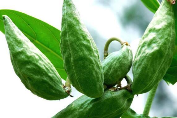 牛角瓜可以吃皮,美味与营养的双重享受