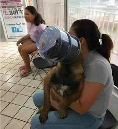 宠物医院吃瓜,宠物医院里的那些“吃瓜”趣事