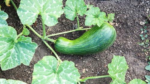 吃瓠瓜中毒怎么解毒,瓠瓜中毒紧急解毒指南