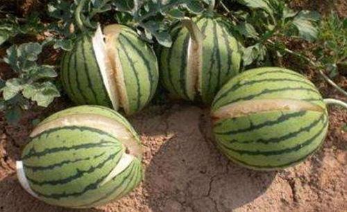 红中吃瓜 小说介绍,揭秘神秘家族的恩怨情仇