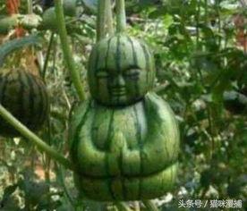 老王吃瓜网,揭秘娱乐圈幕后故事，带你领略明星真实生活