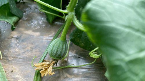 种植的瓜怎么吃,瓜类种植与多样化食用方式探索