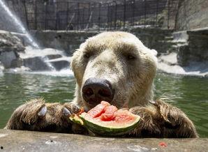 北极熊吃瓜,探索北极熊吃瓜的奇妙世界