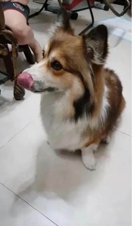 带你吃瓜战斗狗,带你领略“带你吃瓜战斗狗”的独特魅力