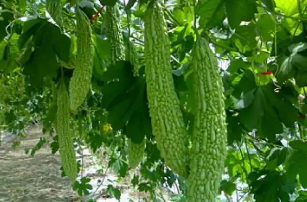 烟台摩友吃瓜,一场“吃瓜”引发的骑行文化探讨