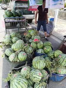 临邑吃瓜事件真相,真相与反思