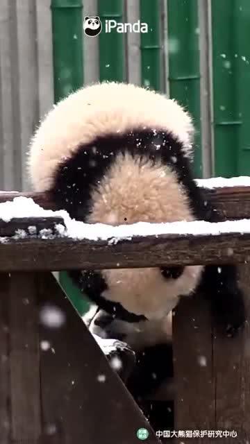 吃瓜小熊秋田犬,吃瓜小熊与秋田犬的欢乐日常