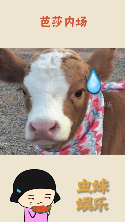 抖音真实吃瓜,揭秘网红美食背后的真相