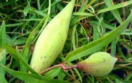 野吃瓜功效,天然养生，健康生活新选择