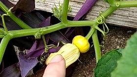 南瓜的瓜花怎么吃