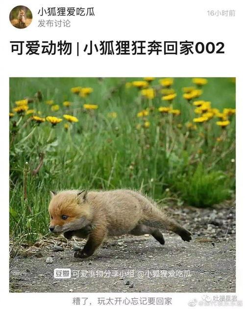 狐狸和人吃瓜,一场别开生面的吃瓜盛宴