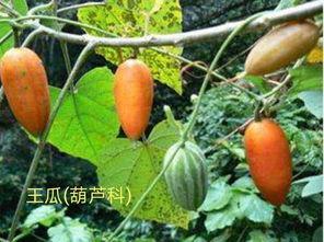 吃梨瓜嗓子痒,揭秘嗓子痒的秘密